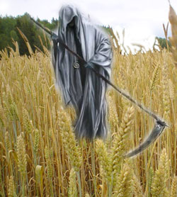 Field of GMO grains