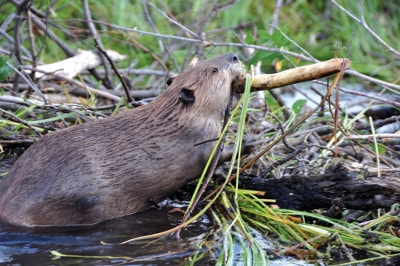 A beaver building his hut